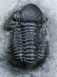 Small Gerastos Trilobite Nice Dark Shell #2411-2